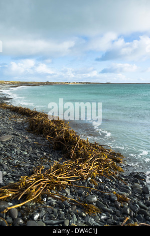 dh Newark Bay SANDAY ORKNEY Scottish Kelp Meer an Land gewaschen Auf steinigen Winterstrand Algen schottland Stockfoto