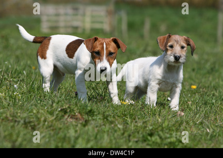 Jack Russel Terrier Hund / Welpe (grobe Haare) und Erwachsene (glatte Fell) steht auf einer Wiese Stockfoto