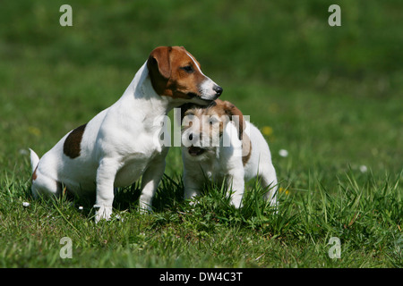 Jack Russel Terrier Hund / Welpe (grobe Haare) und Erwachsene (glatte Fell) steht auf einer Wiese Stockfoto