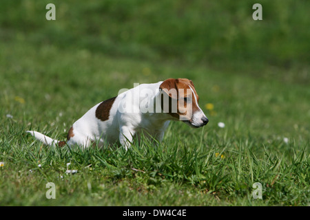 Jack Russel Terrier Hund / Erwachsene sitzen auf einer Wiese Stockfoto