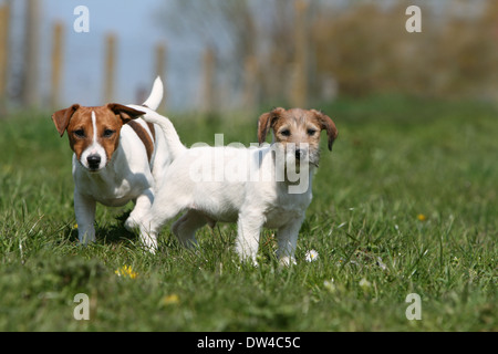 Jack Russel Terrier Hund / Welpe (grobe Haare) und Erwachsene (glatte Fell) steht auf einer Wiese Stockfoto