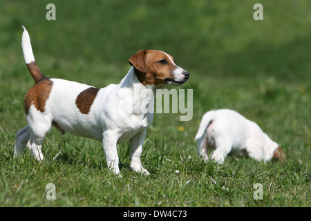 Jack Russel Terrier Hund / Erwachsenen stehen auf einer Wiese Stockfoto