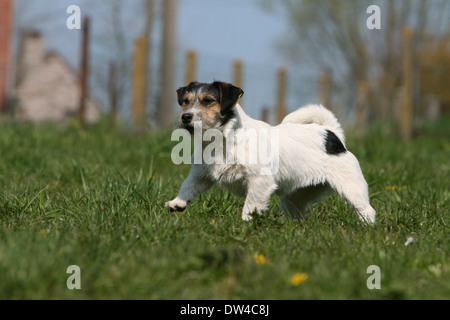 Hund Jack Russel Terrier (Wire haired) / Erwachsene zu Fuß auf einer Wiese Stockfoto