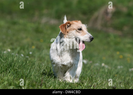 Jack Russel Terrier Hund / Erwachsener (Draht Haar) zu Fuß auf einer Wiese Stockfoto