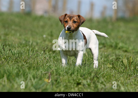 Jack Russel Terrier Hund / Erwachsenen mit einer Blume im Maul auf einer Wiese stehen Stockfoto