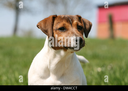 Jack Russel Terrier Hund / Erwachsene Porträt Stockfoto