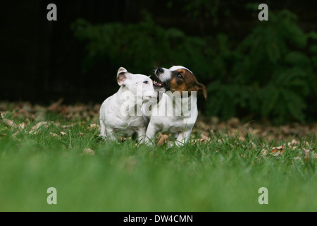 Jack Russel Terrier Hund / zwei Welpen spielen in einem Garten Stockfoto