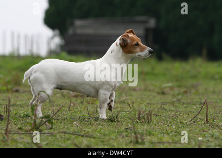 Jack Russel Terrier Hund / Erwachsenen stehen auf einer Wiese Stockfoto