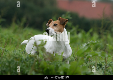 Hund, Jack Russel Terrier, Spielzeug, Wiese, Lüge Hund, Jack Russel Terrier, Spielzeug, Wiese, Lüge