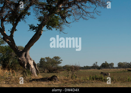 Eine Herde Zebras Streifen in der Nähe von Camp Eagle Island Camp von Orient-Express, außerhalb des Moremi Game Reserve in Botswana. Chobe Stockfoto