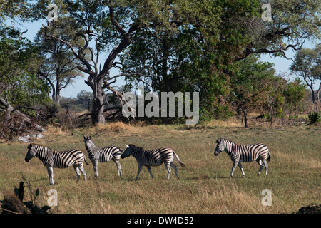 Eine Herde Zebras Streifen in der Nähe von Camp Eagle Island Camp von Orient-Express, außerhalb des Moremi Game Reserve in Botswana. Chobe Stockfoto