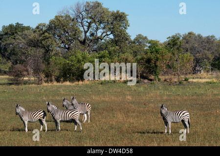 Eine Herde Zebras Streifen in der Nähe von Camp Eagle Island Camp von Orient-Express, außerhalb des Moremi Game Reserve in Botswana. Chobe Stockfoto