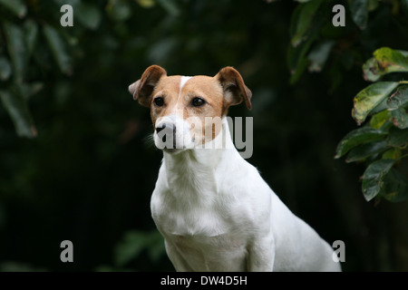 Jack Russel Terrier Hund / Erwachsene Porträt Stockfoto
