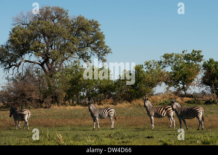 Eine Herde Zebras Streifen in der Nähe von Camp Eagle Island Camp von Orient-Express, außerhalb des Moremi Game Reserve in Botswana. Chobe Stockfoto