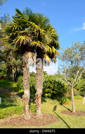 Trachycarpus Fortunei (Chusan Palm, Windmühle Palme oder chinesische Windmühle Palme) Stockfoto