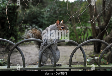 Grey Squirrel lehnt an Metallzaun in Queens Park Brighton UK Stockfoto