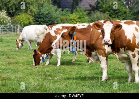 Braun weiße Kühe auf einer landwirtschaftlichen Flächen Stockfoto