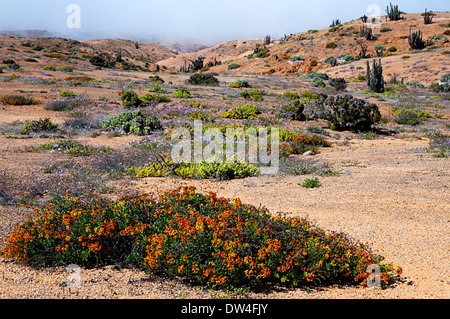 Die Desierto Florido oder blühende Wüste, der Nationalpark Pan de Azúcar, Atacama, Region Antofagasta, Chile, Südamerika Stockfoto
