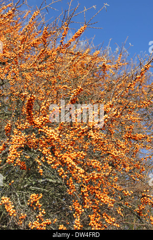 Meer Sanddorn Beeren Hippophae rhamnoides Stockfoto