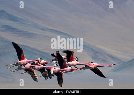 Anden-Flamingos (Phoenicopterus Andinus) fliegen über Laguna Santa Rosa Nationalpark Nevado Tres Cruces, Chile, Südamerika Stockfoto