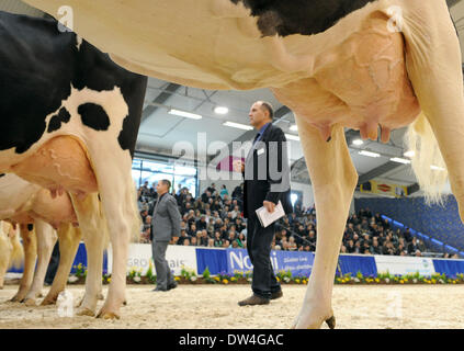 Verden, Deutschland. 27. Februar 2014. Ein Juror blickt auf eine Auswahl an erstklassigen Melker während des Wettbewerbs "Show Of The Best" (lit.) in Verden, Deutschland, 27. Februar 2014. Die zwei-Tages-Show der besten Melker aus Niedersachsen und Sachsen endet mit der Wahl der besten. Foto: Ingo Wagner/Dpa/Alamy Live News Stockfoto