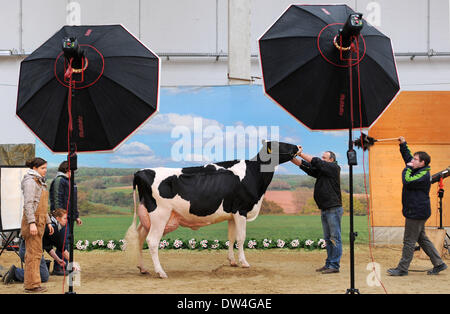 Verden, Deutschland. 27. Februar 2014. Eine erstklassige Melker steht vor einer Kulisse, während während des Wettbewerbs "Show Of The Best" (lit.) in Verden, Deutschland, 27. Februar 2014 im Bild bekommt. Die zwei-Tages-Show der besten Melker aus Niedersachsen und Sachsen endet mit der Wahl der besten. Foto: Ingo Wagner/Dpa/Alamy Live News Stockfoto