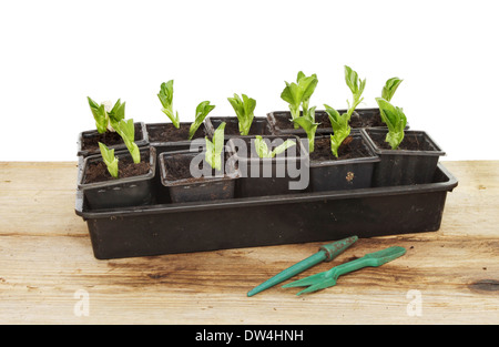 Saubohne Sämlinge in einer Schale auf einem Pottingbank vor einem weißen Hintergrund Stockfoto