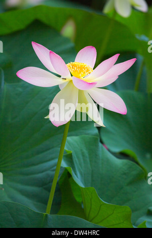 Wunderschöne Lotusblüte im Teich. Stockfoto