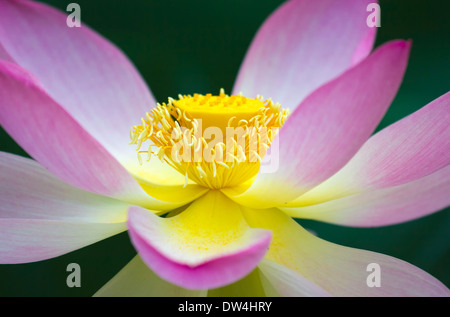 Hautnah die schöne Lotusblüte. Stockfoto