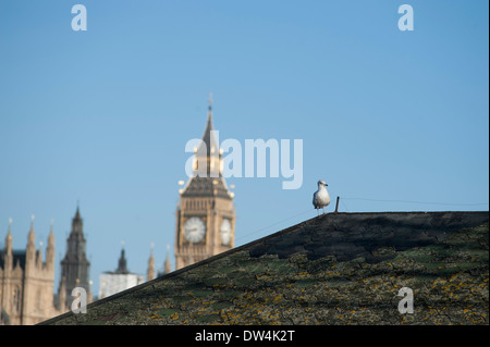 Unreife Silbermöwe auf Dach vor dem Palace of Westminster, central London Stockfoto