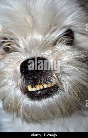 Malteser x Shih Tzu mit Unterbiß und schiefe Zähne Stockfoto