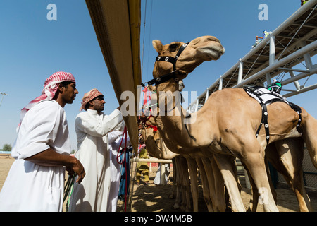 Beginn der Kamelrennen auf Al Marmoum Pferderennbahn in Dubai Vereinigte Arabische Emirate Stockfoto