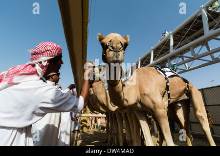 Beginn der Kamelrennen auf Al Marmoum Pferderennbahn in Dubai Vereinigte Arabische Emirate Stockfoto