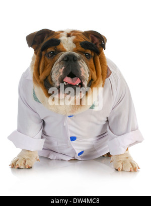 Tierarzt - englische Bulldogge gekleidet wie ein Tierarzt mit Reflektion auf weißem Hintergrund Stockfoto