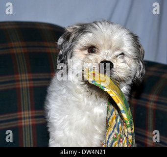 Malteser x Shih Tzu mit Topflappen im Mund zu spielen Stockfoto