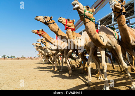 Beginn der Kamelrennen auf Al Marmoum Pferderennbahn in Dubai Vereinigte Arabische Emirate Stockfoto