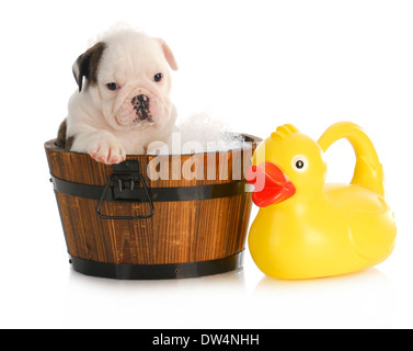 Welpe Badezeit - englische Bulldogge Welpen in hölzernen Waschbecken mit Seifenlauge und Rubber duck Stockfoto