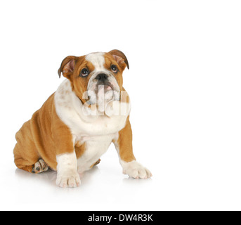 schuldig aussehende Welpen - englische Bulldogge Welpen mit schuldig Ausdruck nachschlagen Stockfoto