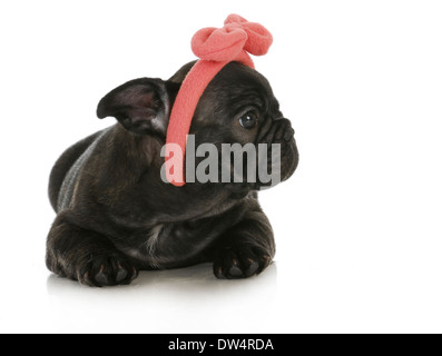 süße weibliche Welpen - französische Bulldogge Welpen tragen rosa Haarband - 8 Wochen alt Stockfoto