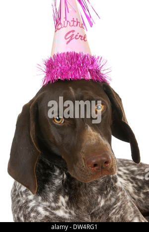 Geburtstag Hund - deutschen kurz behaart Zeiger einen Geburtstag Hut auf weißem Hintergrund Stockfoto