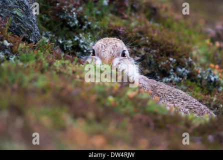 Schneehase (Lepus Timidus) in weiß winter Fell, Highlands, Schottland, Großbritannien Stockfoto