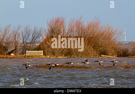 Überschwemmungen von 6-12-2013 aufgrund der Flutwelle zeigt unter Wasser versteckt und überfluteten Reserve, Cley als nächstes das Meer, Norfolk UK Stockfoto