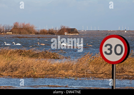 Überschwemmungen von 6-12-2013 durch Brandung, zeigt überflutet Häute und stumme Schwäne, Cygnus Olor, Cley als nächstes das Meer, Norfolk UK Stockfoto