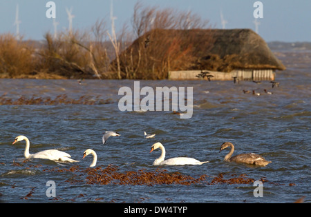 Überschwemmungen 6 12 2013 aufgrund Brandung zeigt unter Wasser versteckt auf überfluteten Reserve, Cley als nächstes am Meer, Norfolk UK Stockfoto