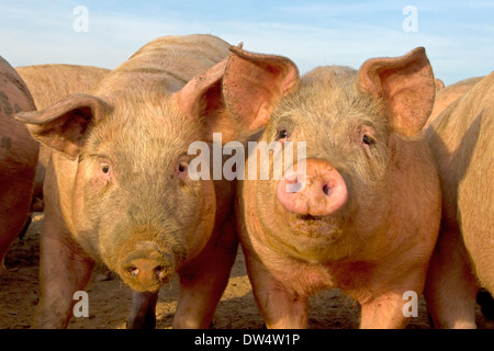 Junge Schweine im Feld, Norfolk Stockfoto