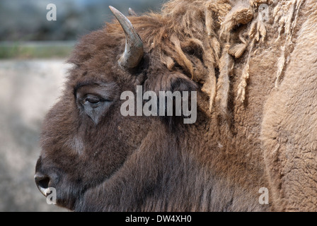 Europäischer Bison, Wisent (Bison bonasus), Bioparco, Rom, Italien Stockfoto