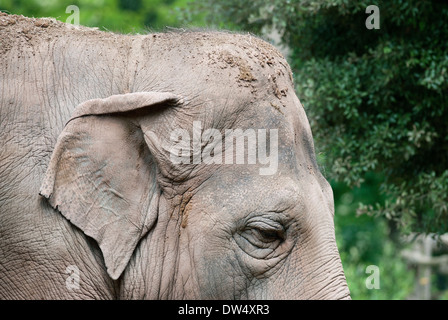 Asiatischer Elefant, Elephas Maximus, Bioparco, Rom, Italien Stockfoto