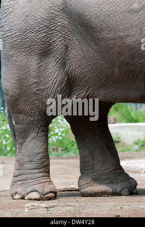 Hinterbeine des asiatischen Elefanten, Elephas Maximus, Bioparco, Rom, Italien Stockfoto