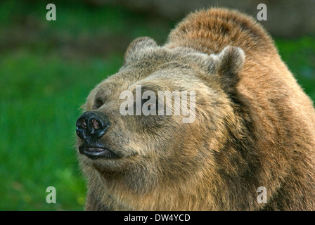 Braunbär (Ursus arctos), Bioparco, Rom, Italien Stockfoto