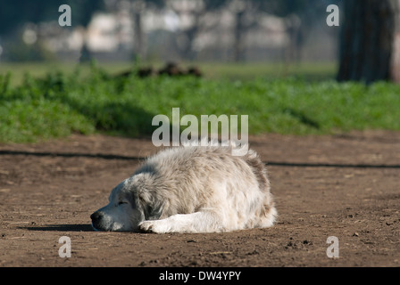 Sheepdog schlafen auf Feldweg, Appia Antica Regional Park, Rome, Lazio, Italy Stockfoto